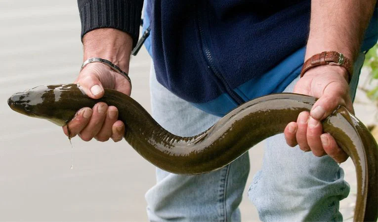 Pêche de l’anguille jaune : déclaration obligatoire des captures en 2026