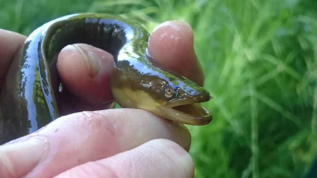 À retenir avant de pêcher