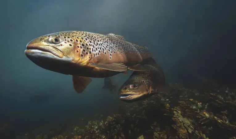 Ouverture de la pêche à la truite 2026 : rendez-vous le samedi 14 mars